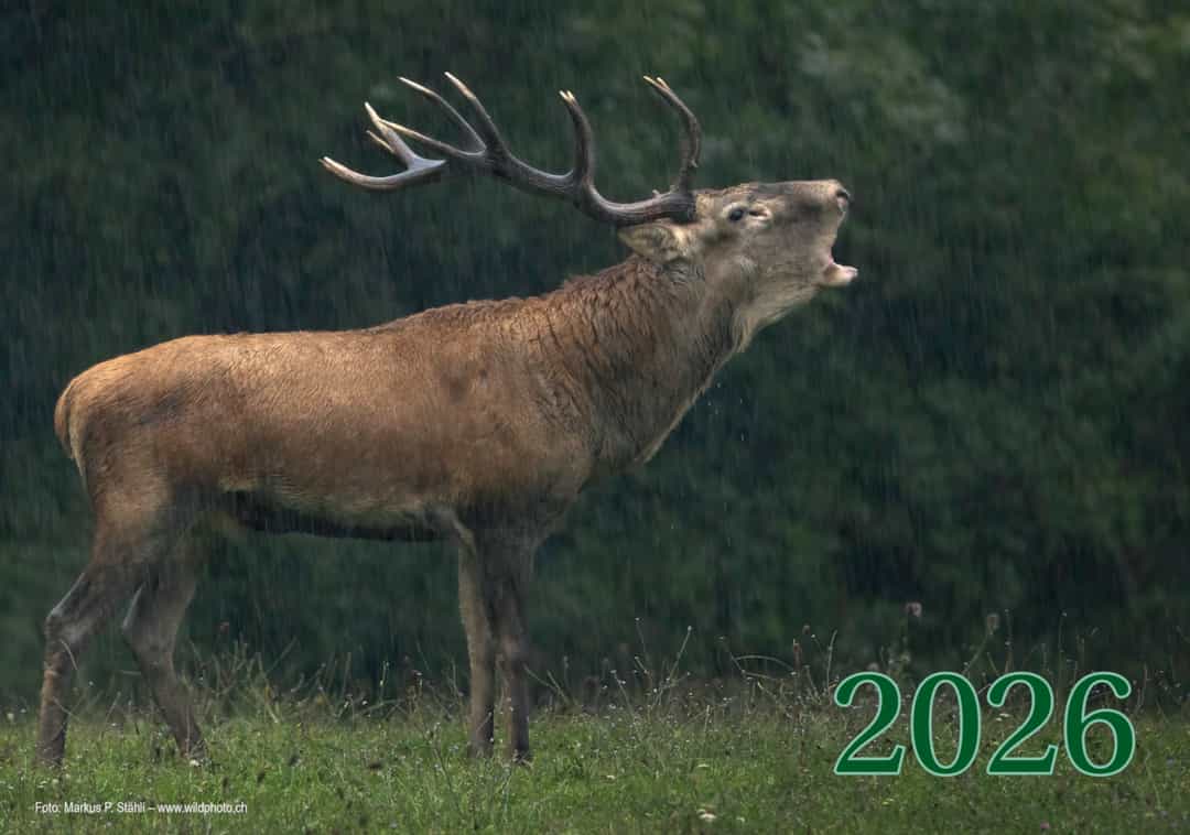 WILDTIERKALENDER