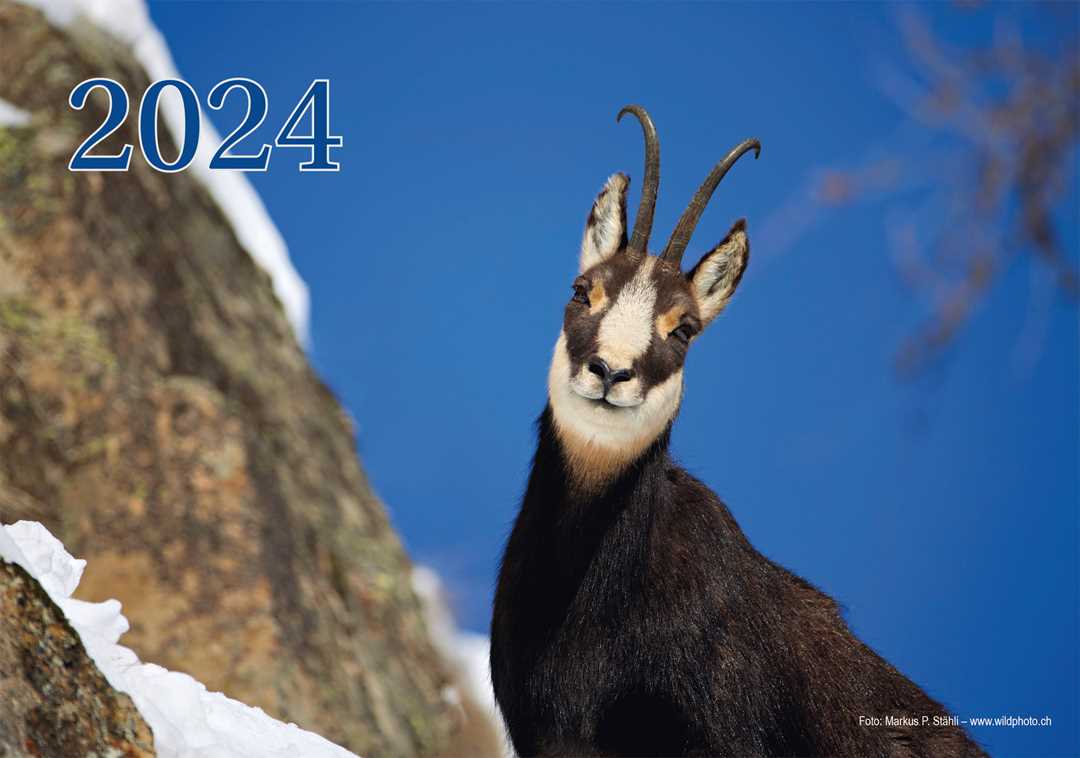 Der neue Wildtierkalender 2024 ist da!