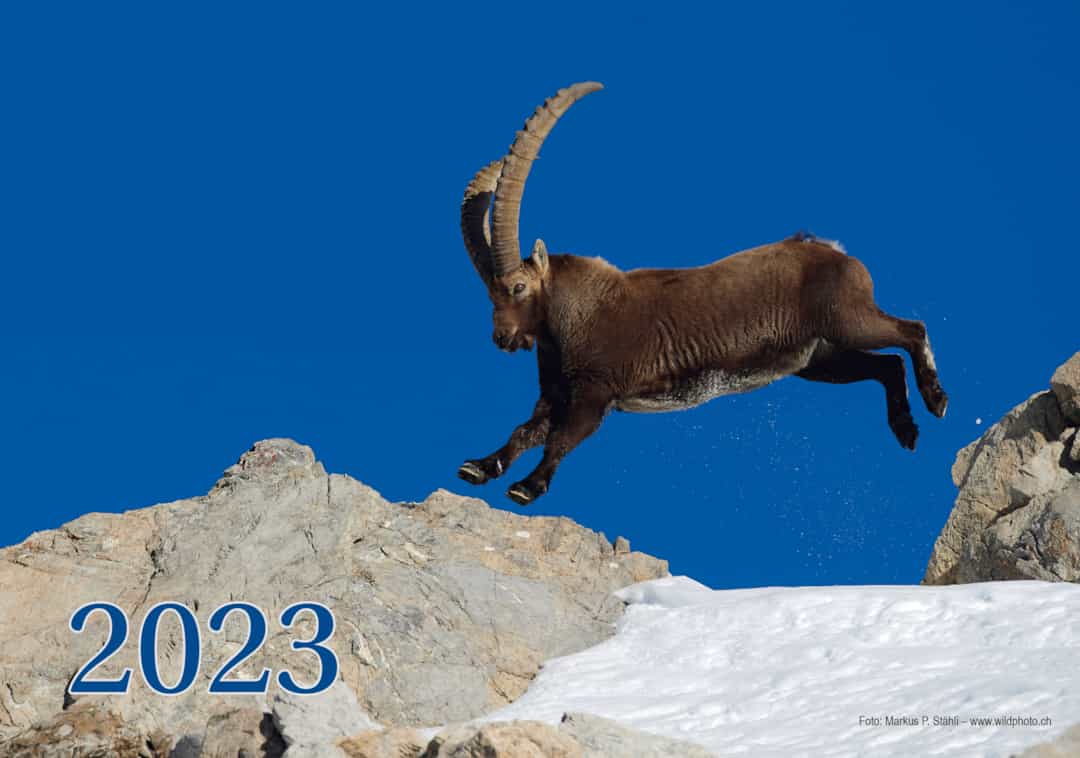 Der neue Wildtierkalender 2023 ist da!