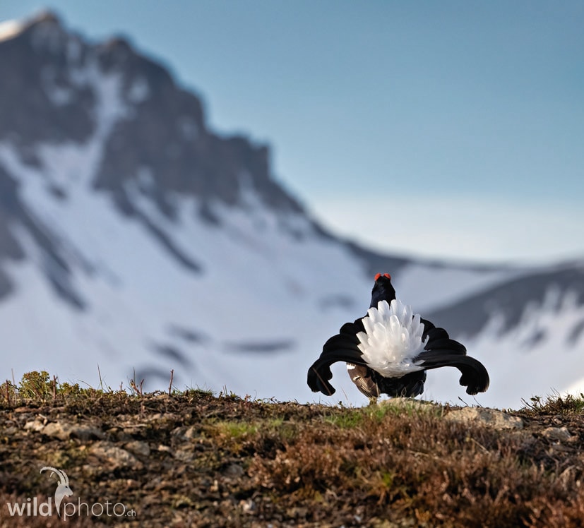 Bild des Monats NOVEMBER