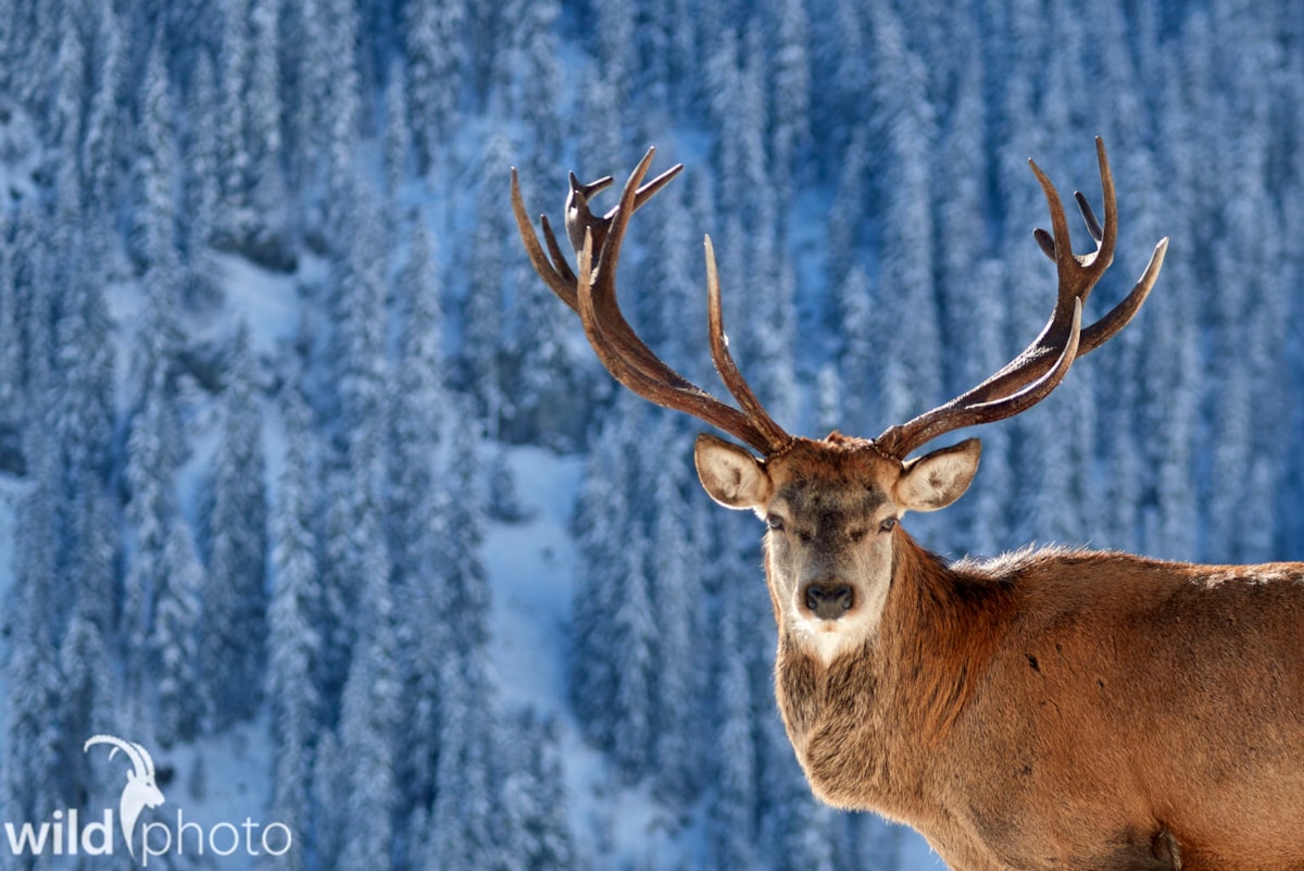 Bild des Monats FEBRUAR