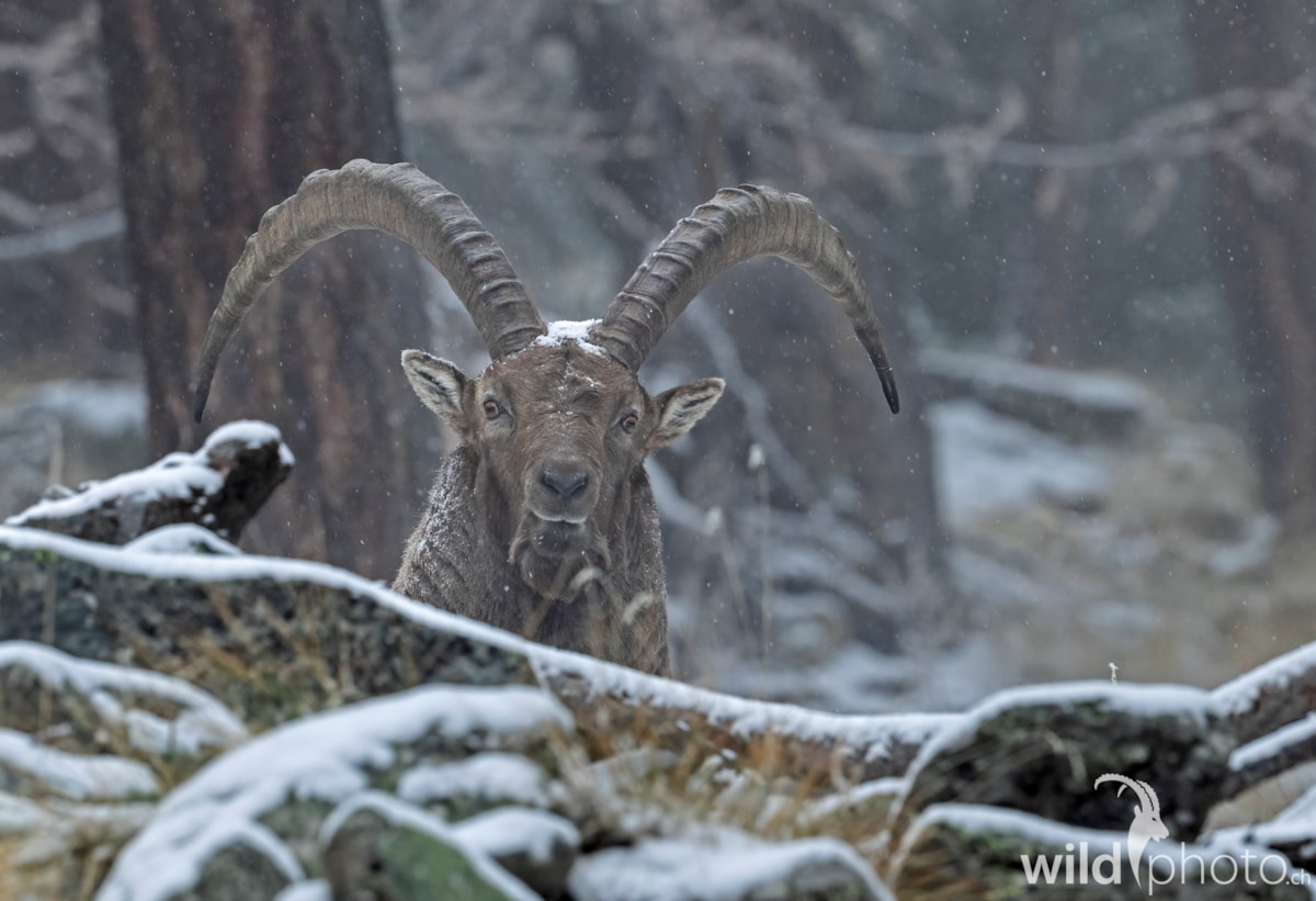 Bild des Monats NOVEMBER