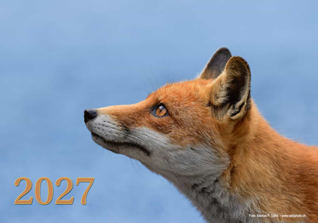 Wildtierkalender 2027 – jetzt erhältlich!